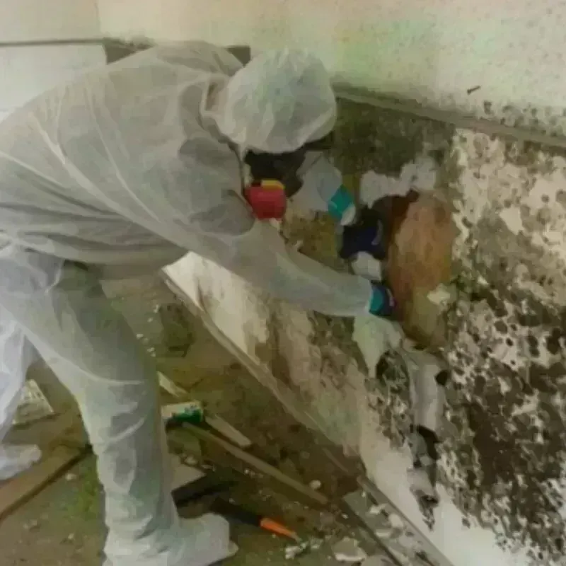 Mold Remediation and Removal in Ashland, VA